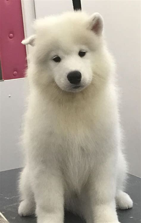 Tapping into the Power of White Magic Samoyed Oirce for Protection